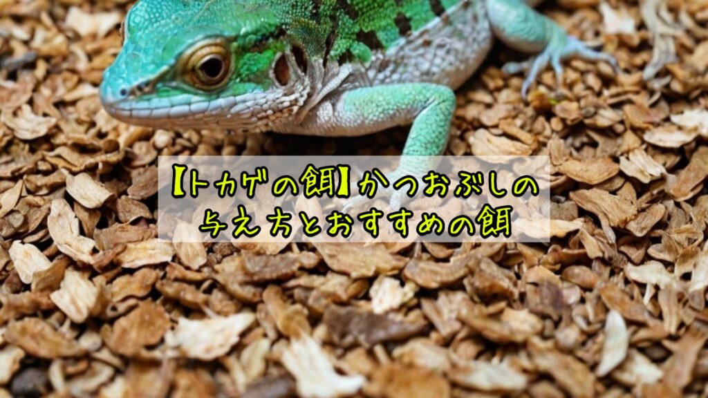 【トカゲの餌】かつおぶしの与え方とおすすめの餌