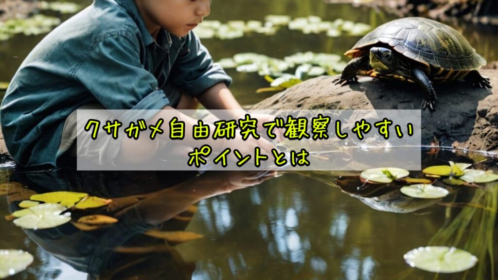 クサガメ自由研究で観察しやすいポイントとは