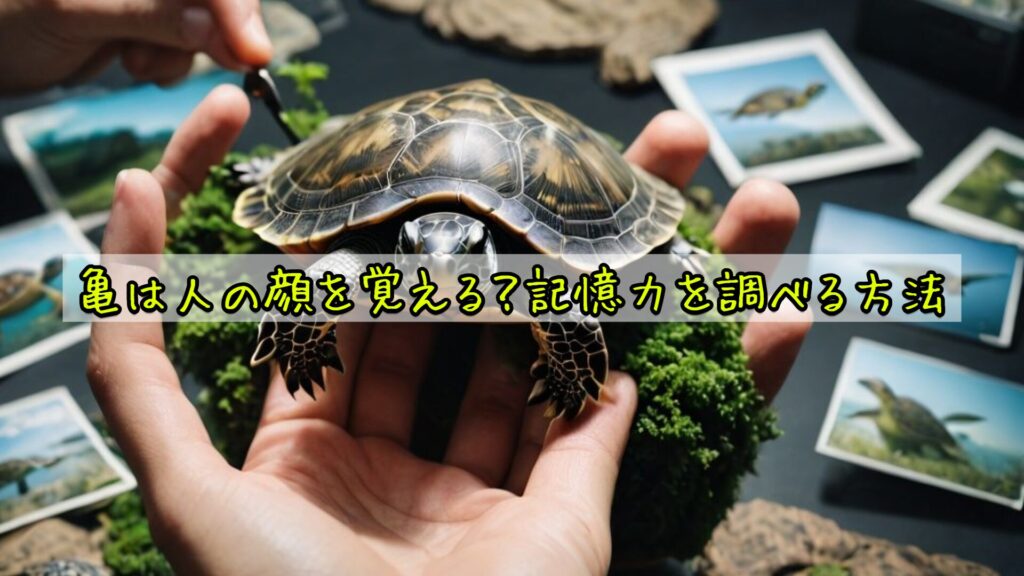亀は人の顔を覚える？記憶力を調べる方法