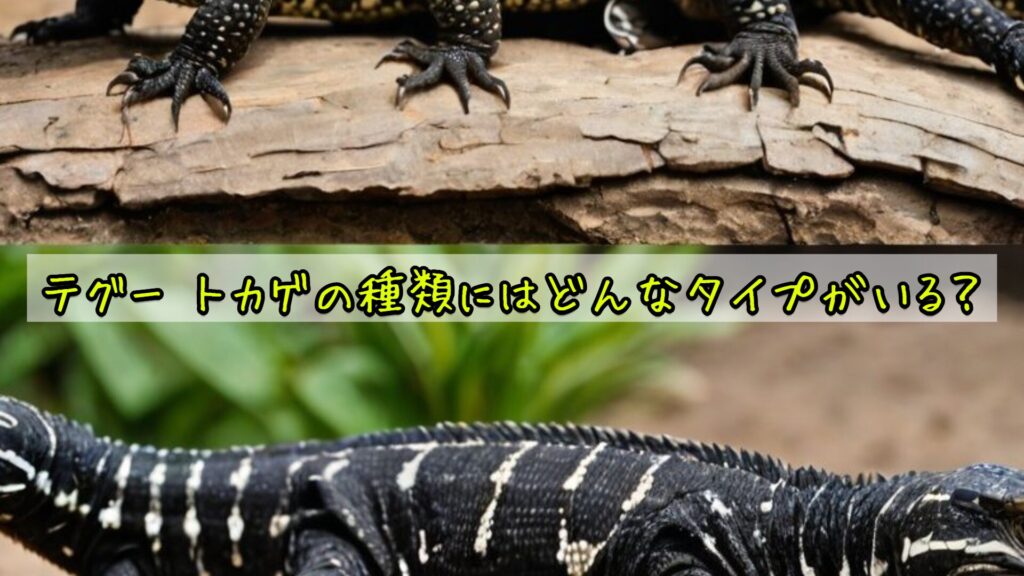テグー トカゲの種類にはどんなタイプがいる？