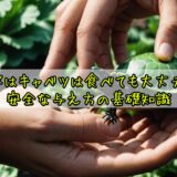カメはキャベツは食べても大丈夫？安全な与え方の基礎知識