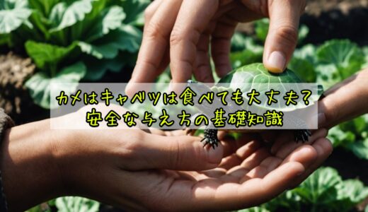 カメはキャベツは食べても大丈夫？安全な与え方の基礎知識