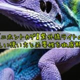 【ニホントカゲ】紫外線ライトの正しい使い方と必要性を徹底解説