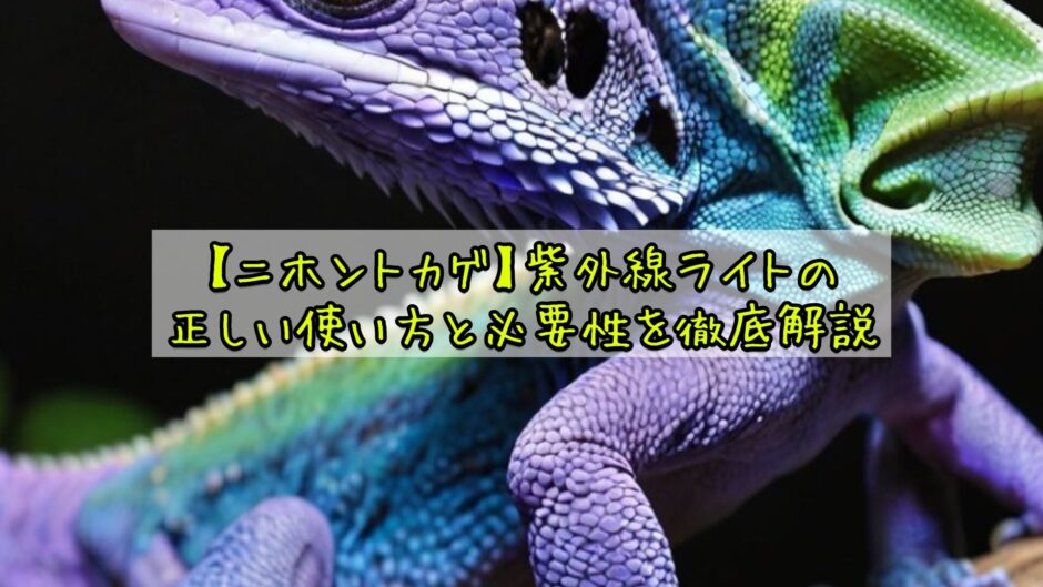 【ニホントカゲ】紫外線ライトの正しい使い方と必要性を徹底解説