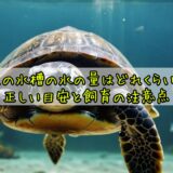 亀の水槽の水の量はどれくらい？正しい目安と飼育の注意点