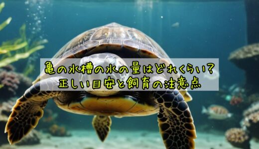 亀の水槽の水の量はどれくらい？正しい目安と飼育の注意点