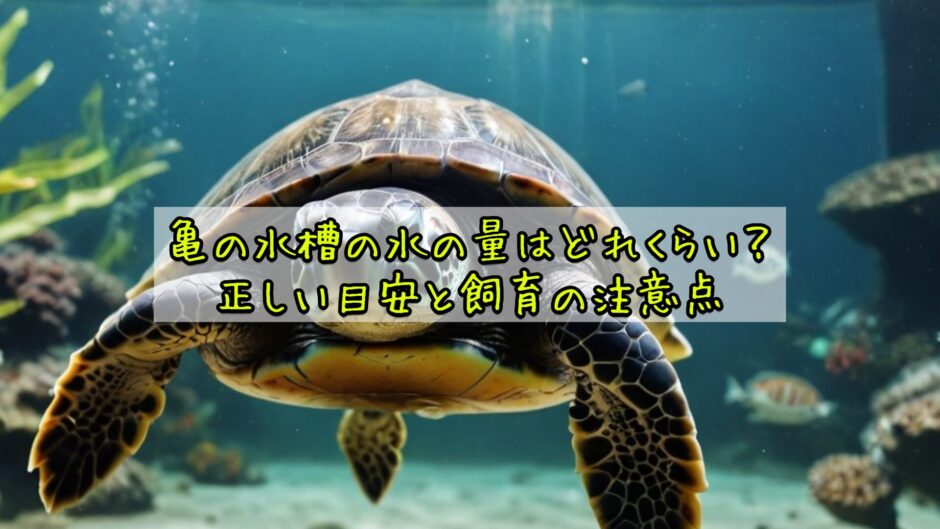 亀の水槽の水の量はどれくらい？正しい目安と飼育の注意点