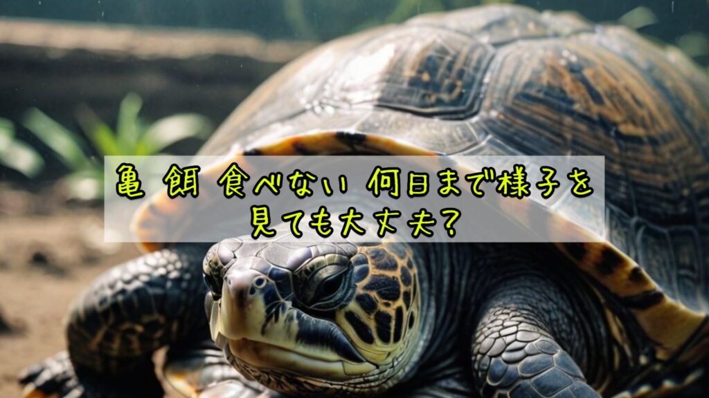 亀 餌 食べない 何日まで様子を見ても大丈夫？