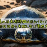 亀の日光浴時間はどれくらい？適切な目安と失敗しない管理方法