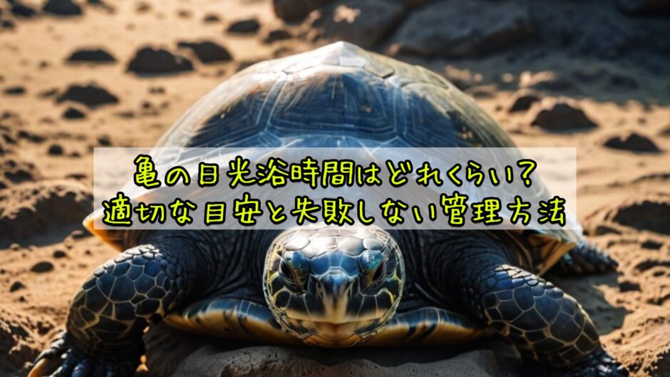 亀の日光浴時間はどれくらい？適切な目安と失敗しない管理方法