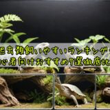 爬虫類飼いやすいランキング！初心者向けおすすめ7選徹底比較