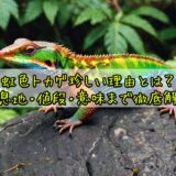 虹色トカゲ珍しい理由とは？生息地・値段・意味まで徹底解説