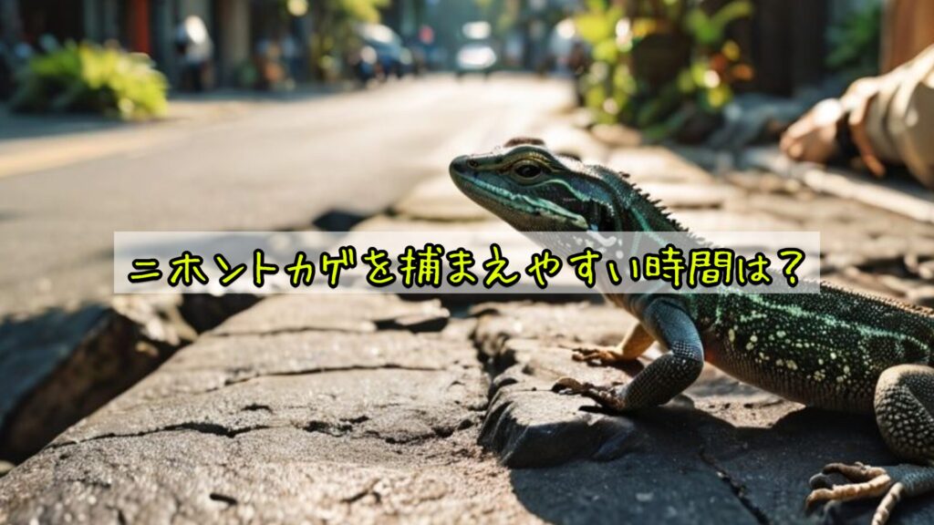 ニホントカゲを捕まえやすい時間は？