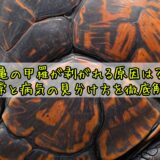 亀の甲羅が剥がれる原因は？正常と病気の見分け方を徹底解説