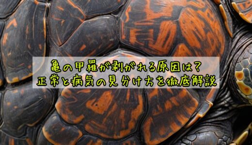 亀の甲羅が剥がれる原因は？正常と病気の見分け方を徹底解説