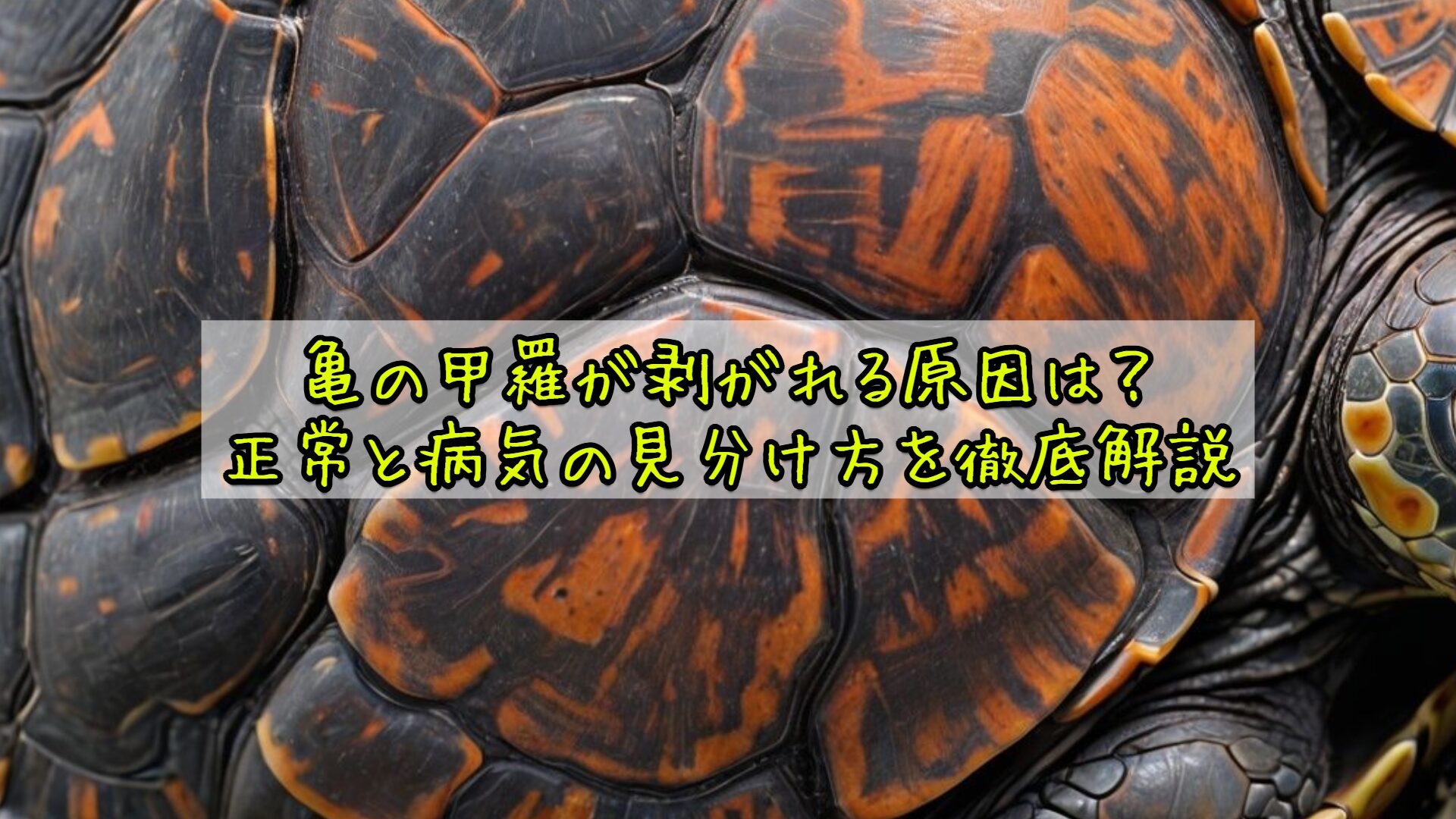 亀の甲羅（抜け殻） 亀の甲羅が剥がれる原因は？正常と病気の見分け方を徹底解説