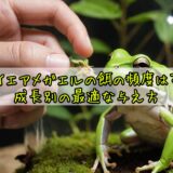 イエアメガエルの餌の頻度は？成長別の最適な与え方
