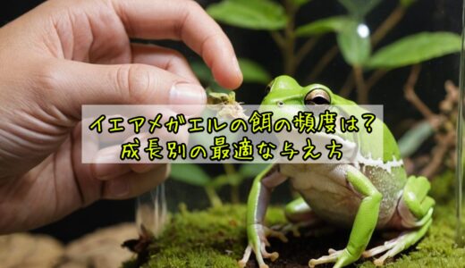 イエアメガエルの餌の頻度は？成長別の最適な与え方