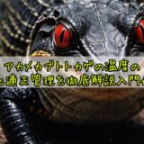 アカメカブトトカゲの温度の基礎と適正管理を徹底解説入門ガイド