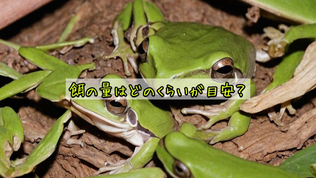 餌の量はどのくらいが目安？