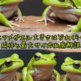 イエアメガエル大きさはどれくらい？成体と最大サイズ徹底解説