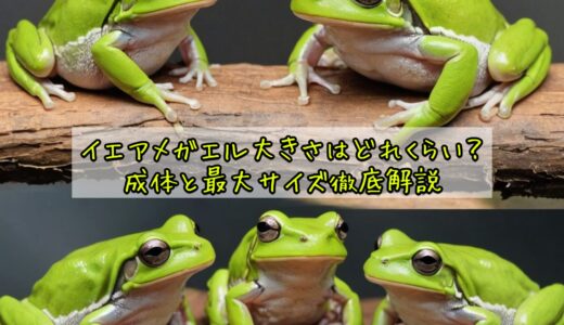 イエアメガエル大きさはどれくらい？成体と最大サイズ徹底解説
