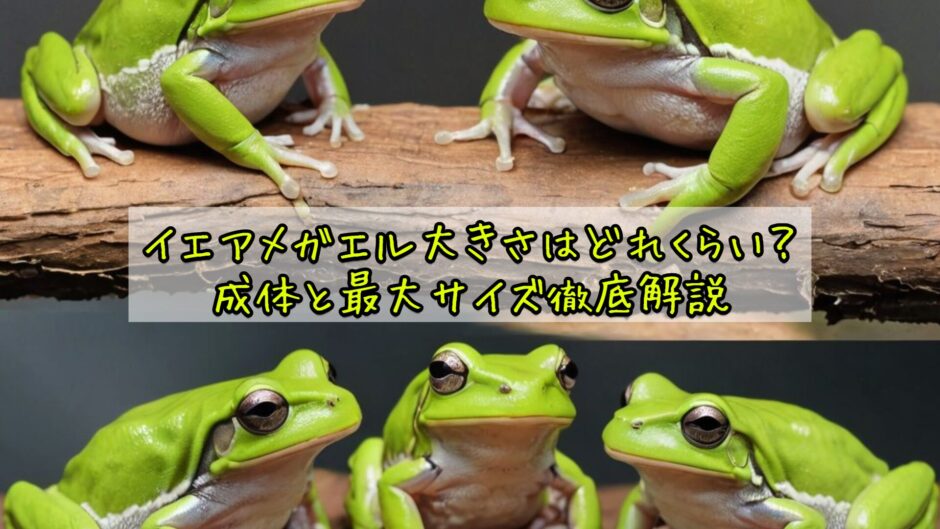 イエアメガエル大きさはどれくらい？成体と最大サイズ徹底解説