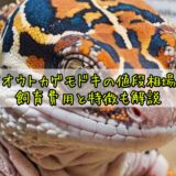 ダイオウトカゲモドキの値段相場は？飼育費用と特徴も解説
