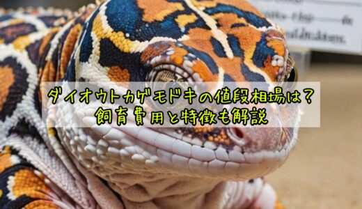 ダイオウトカゲモドキの値段相場は？飼育費用と特徴も解説