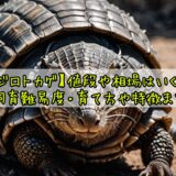【アルマジロトカゲ】値段や相場はいくら？販売店・飼育難易度・育て方や特徴まとめ！