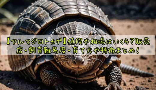 【アルマジロトカゲ】値段や相場はいくら？販売店・飼育難易度・育て方や特徴まとめ！