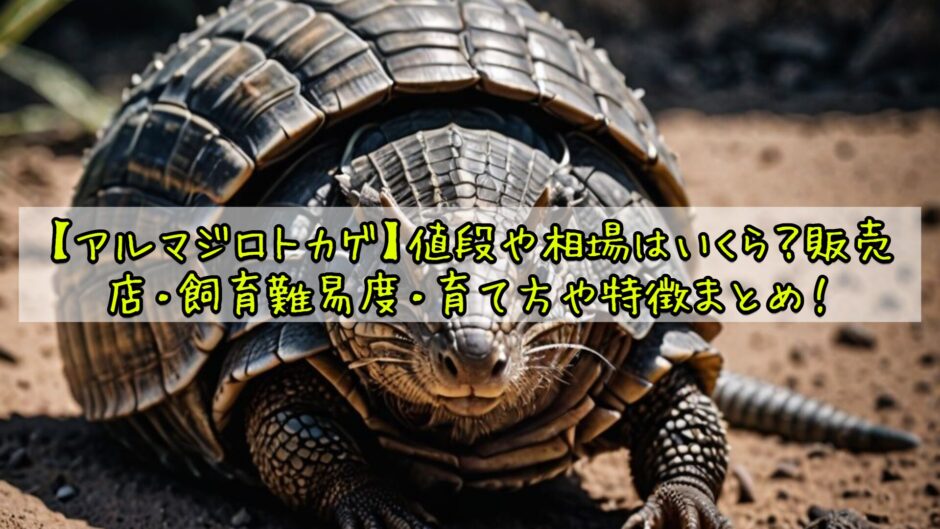 【アルマジロトカゲ】値段や相場はいくら？販売店・飼育難易度・育て方や特徴まとめ！