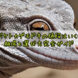 オバケトカゲモドキの値段はいくら？相場と選び方完全ガイド