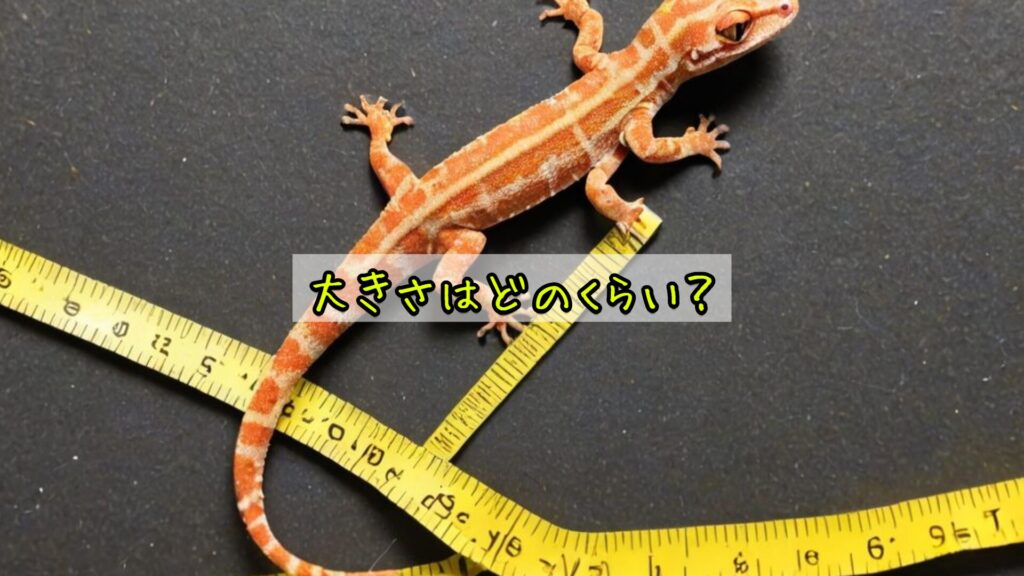 大きさはどのくらい？