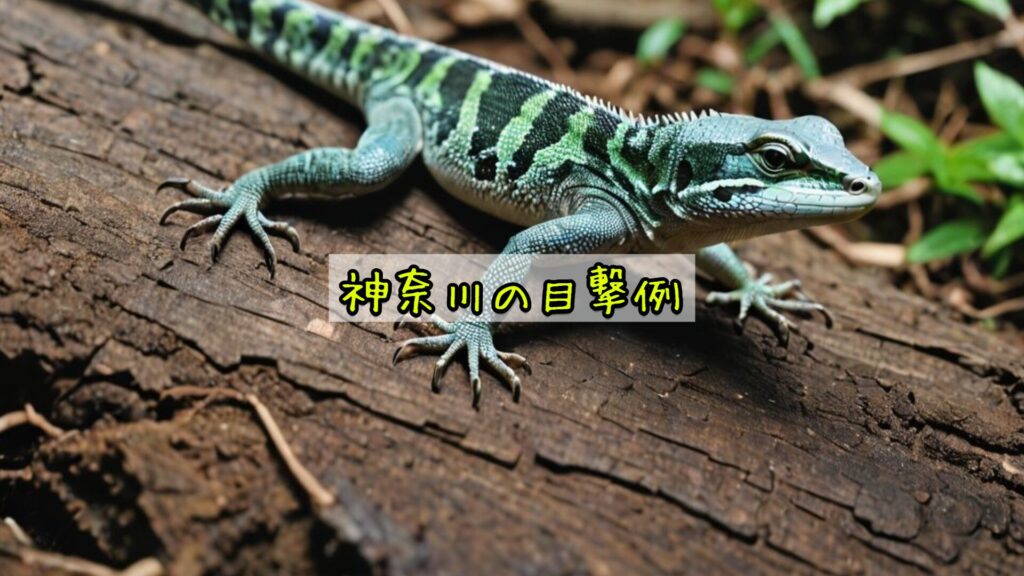 神奈川の目撃例