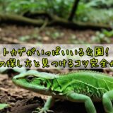 トカゲがいっぱいいる公園！東京の探し方と見つけるコツ完全ガイド
