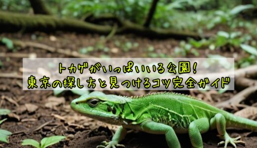 トカゲがいっぱいいる公園！東京の探し方と見つけるコツ完全ガイド