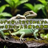 トカゲは安い？おすすめはどれ？初心者向けに人気種を徹底解説