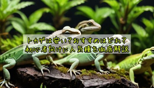 トカゲは安い？おすすめはどれ？初心者向けに人気種を徹底解説