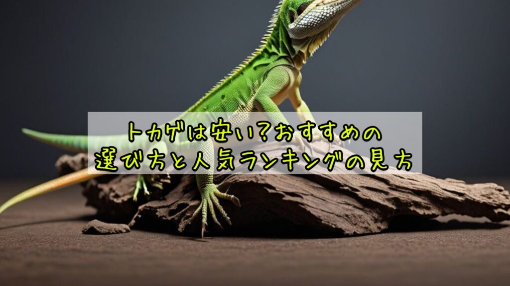 トカゲは安い？おすすめの選び方と人気ランキングの見方