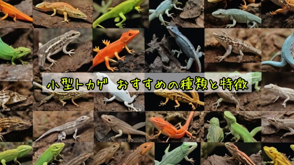 小型トカゲ おすすめの種類と特徴