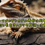 フトアゴヒゲトカゲの寿命は何年？平均と長生きのコツも解説と注意点