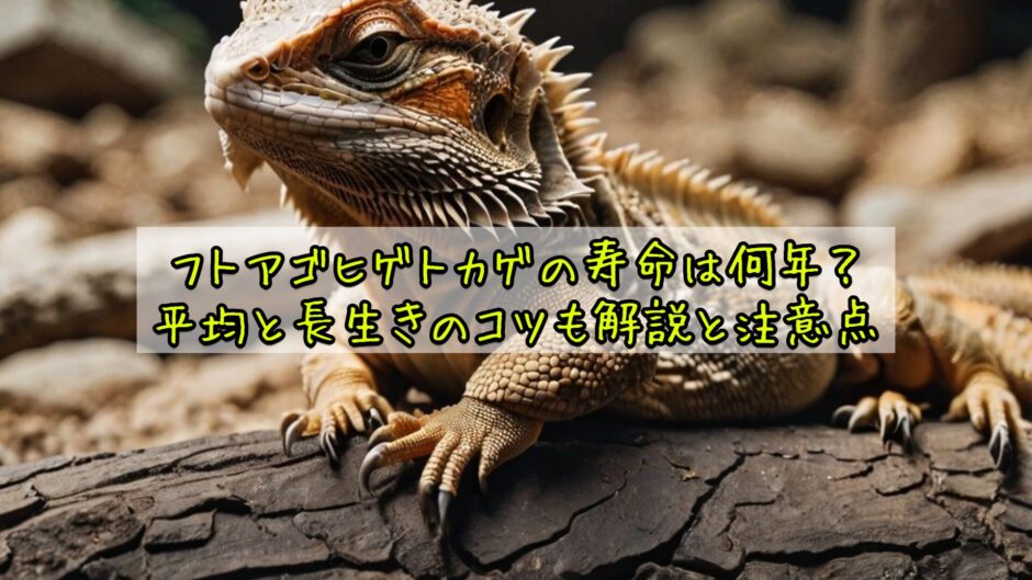フトアゴヒゲトカゲの寿命は何年？平均と長生きのコツも解説と注意点