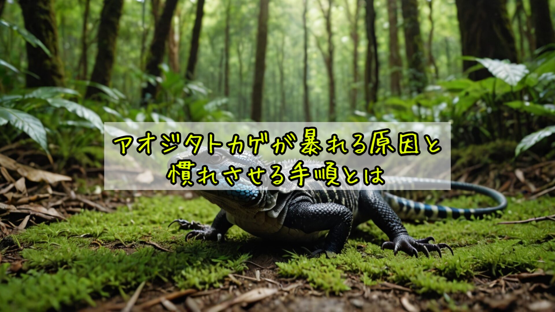 アオジタトカゲが暴れる原因と慣れさせる手順とは