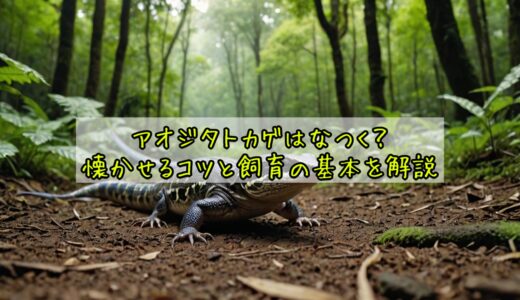 アオジタトカゲはなつく？懐かせるコツと飼育の基本を解説