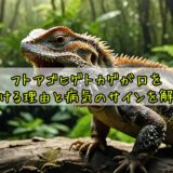 フトアゴヒゲトカゲが口を開ける理由と病気のサインを解説