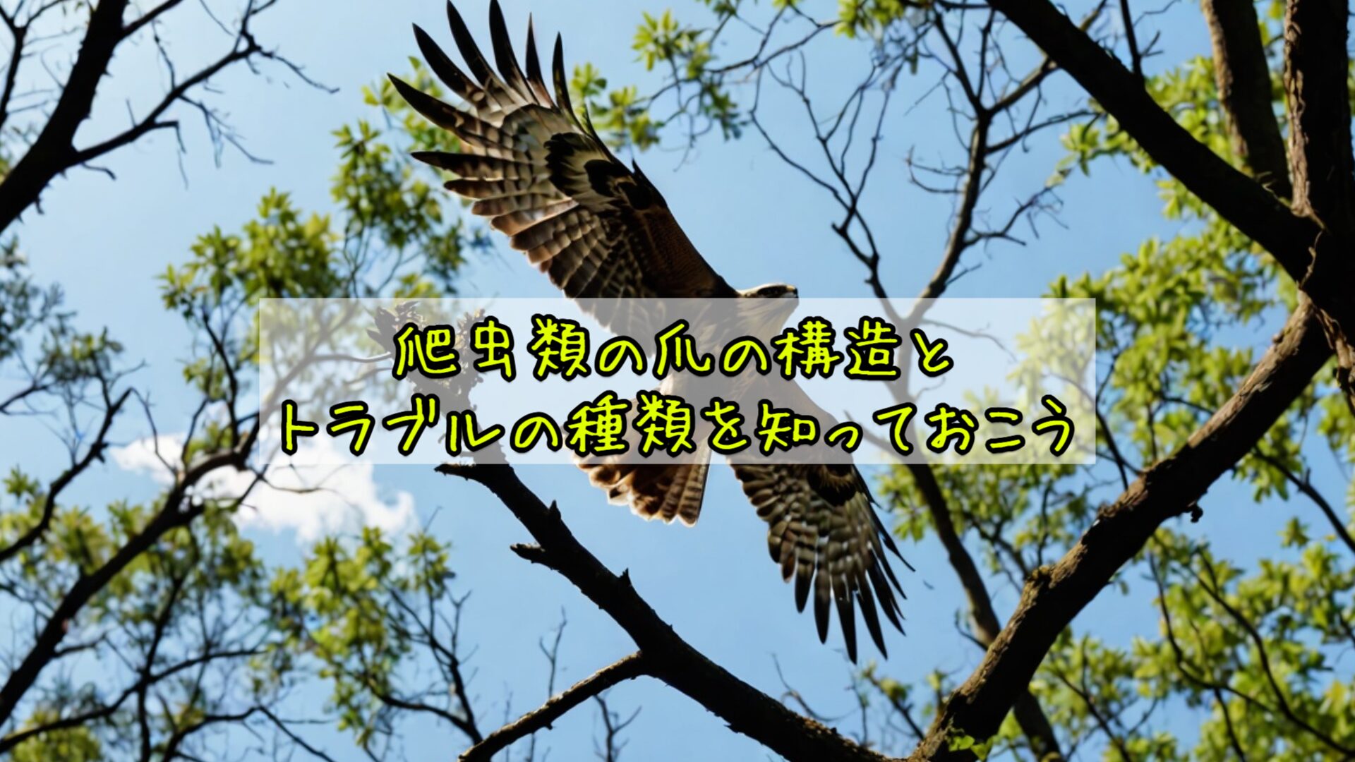 爬虫類の爪の構造とトラブルの種類を知っておこう
