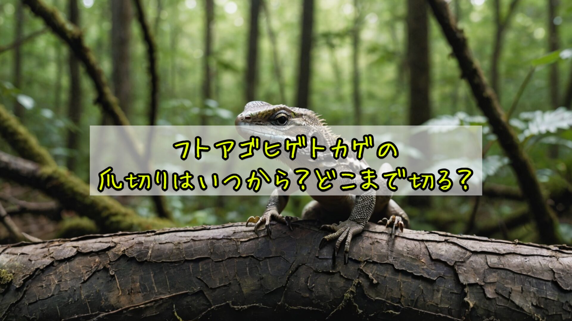 フトアゴヒゲトカゲの爪切りはいつから・どこまで切る