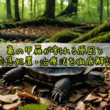 亀の甲羅が割れる原因と応急処置・治療法を徹底解説