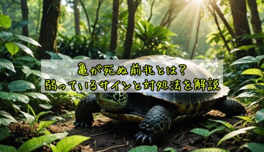 亀が死ぬ前兆とは？弱っているサインと対処法を解説